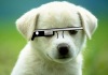 puppy-glasses