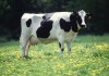 Cow_female_black_white