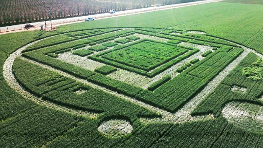 Crop-Circle-and-UFO-sighting-in-Chualar_2