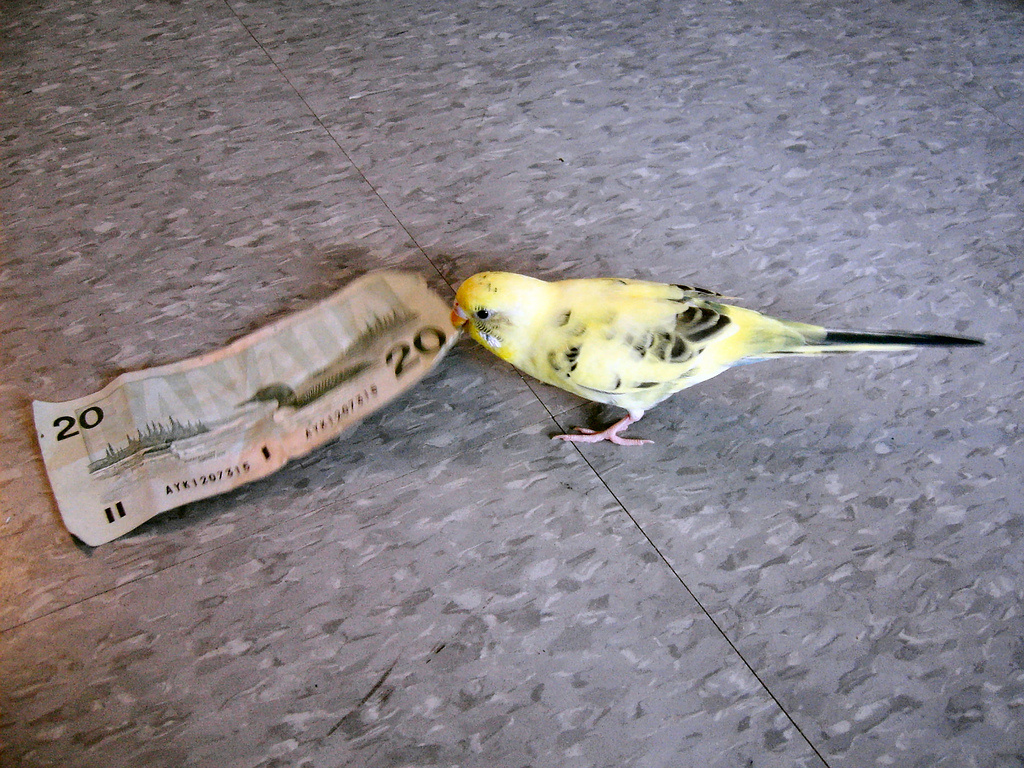 bird cash